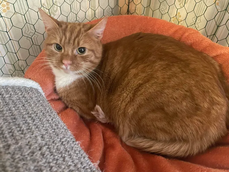 Simba KH