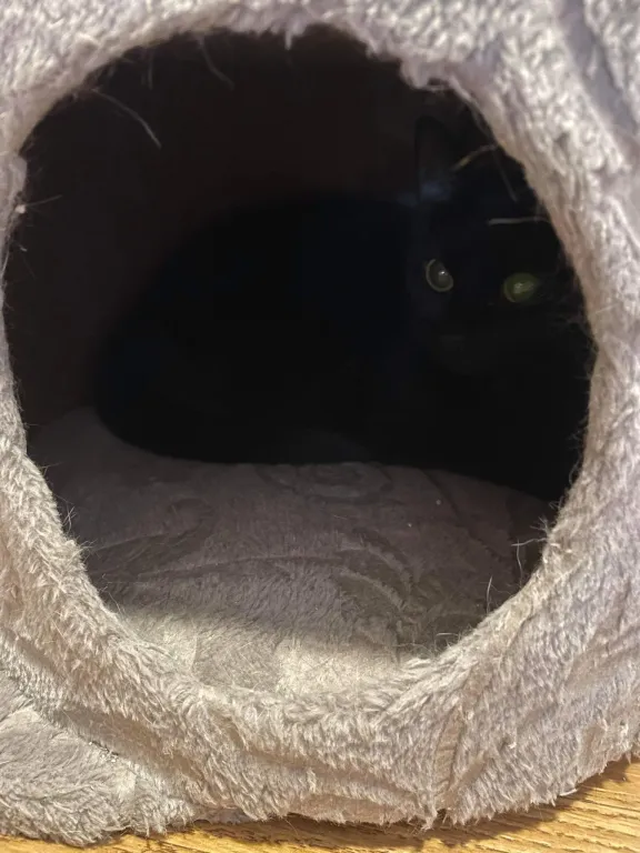 Klara Svart