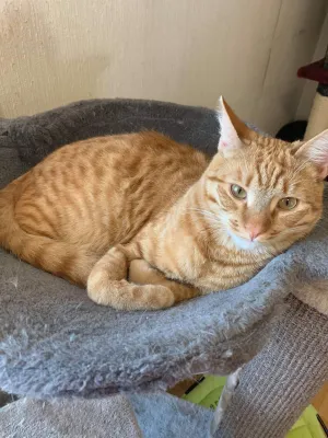Felix