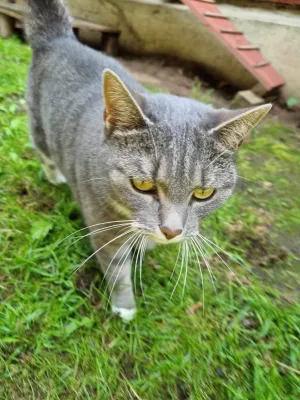 Vilja