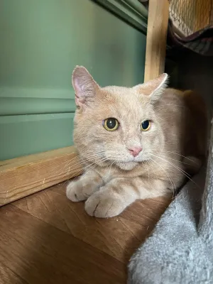 Merlin