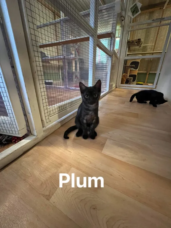 Plum