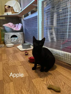 Apple