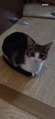 Fröken Fräs