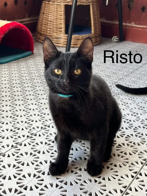 Risto