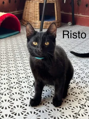 Risto