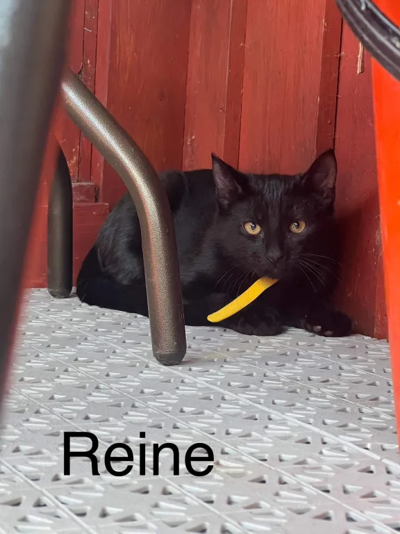 Reine