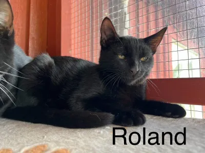 Roland