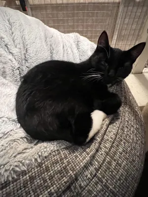 Cori