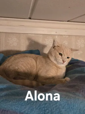 Alona