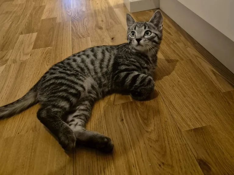 Draco