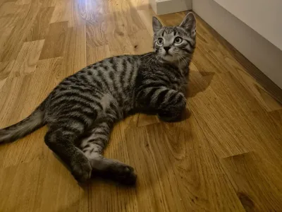 Draco