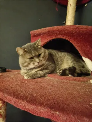 Zimba