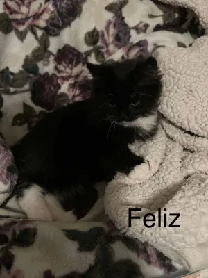 Feliz