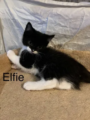 Elfie