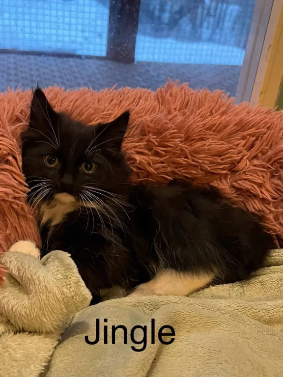 Jingle