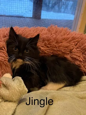 Jingle