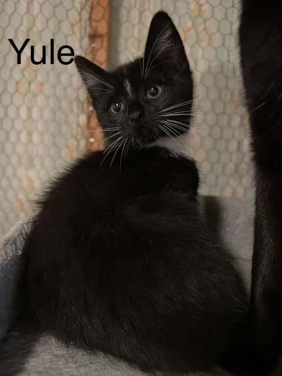 Yule
