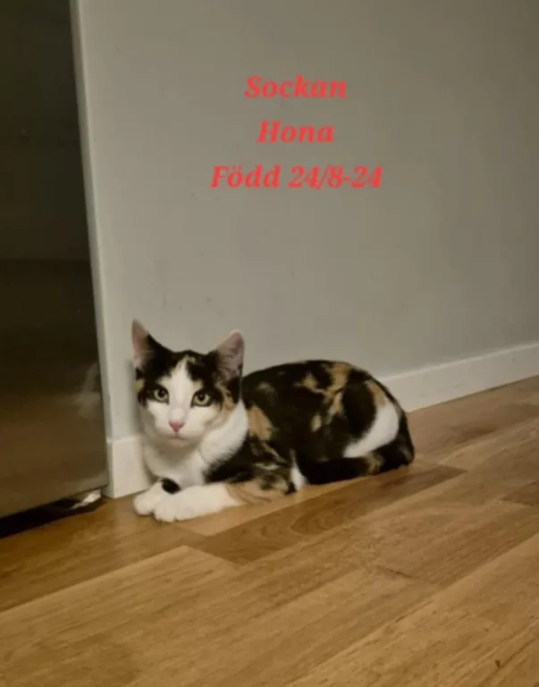 Sockan
