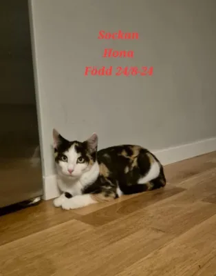 Sockan