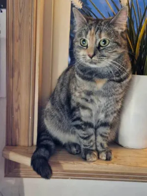 Zelda
