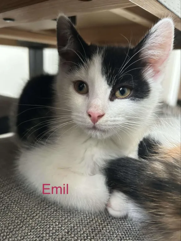 Emil