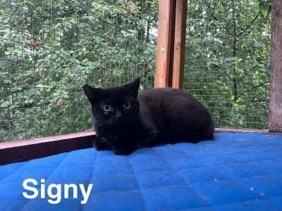 Signy