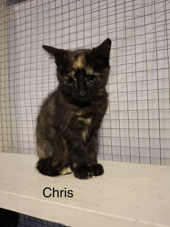 Chris