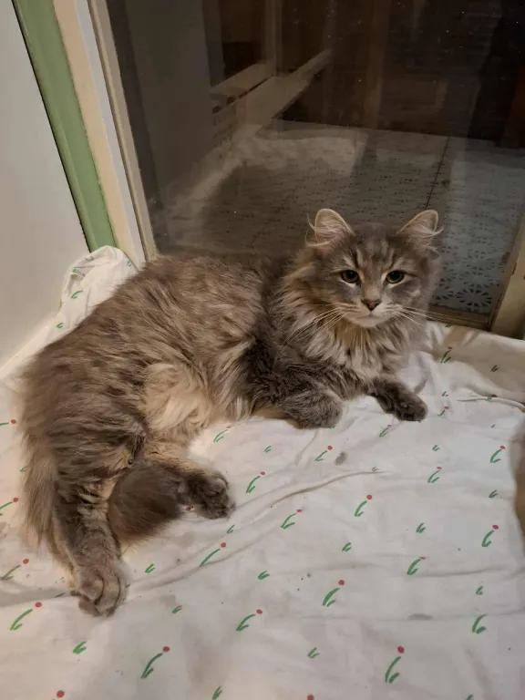 Tim