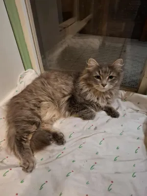 Tim