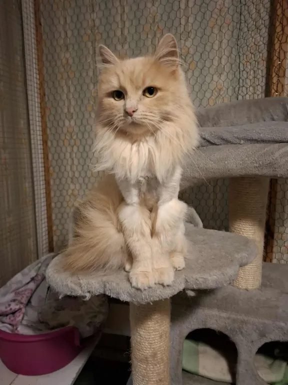 Ella