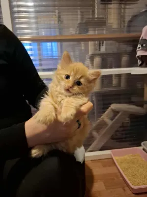 Dal