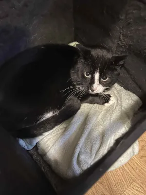 Albert