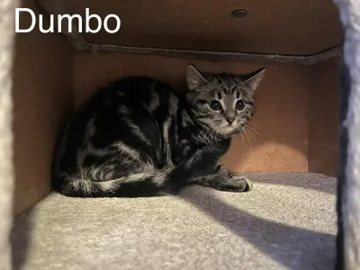Dumbo J