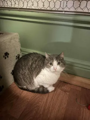 Perla
