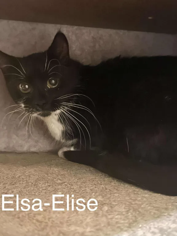 Elsa-Elise