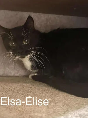 Elsa-Elise