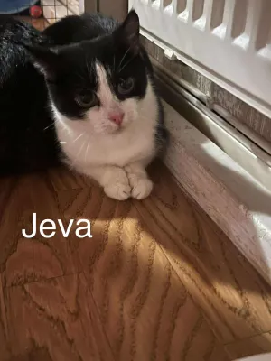 Jeva