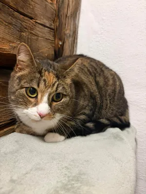 Milla