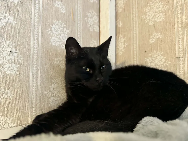 Ludwig