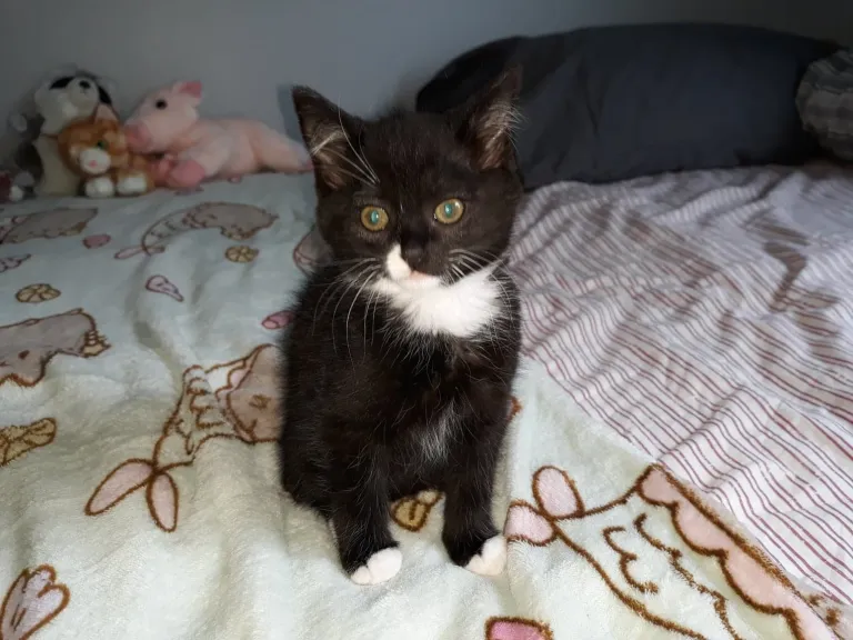 Skutt