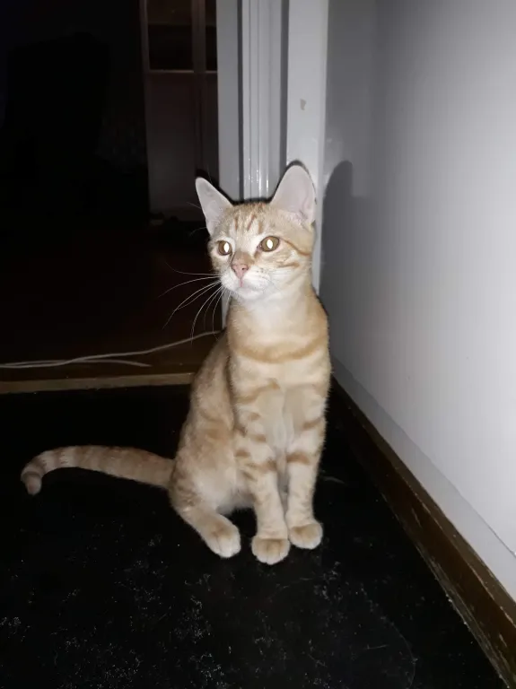 Apollo
