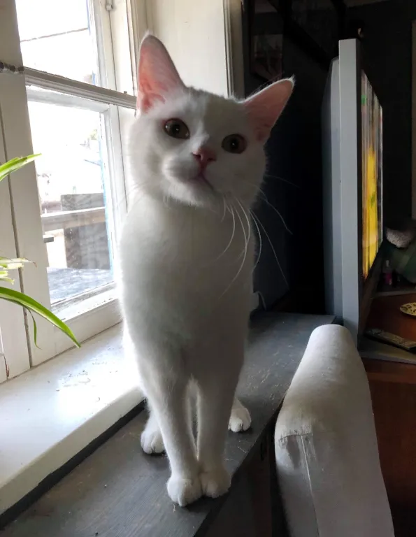 Erik