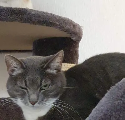 Greta