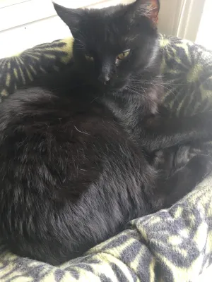 Rufus