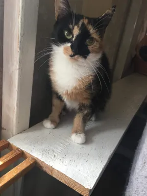 Maya