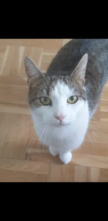 Nisse-Misse