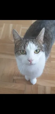 Nisse-Misse
