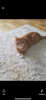 Pancho