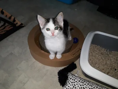 Tiny H